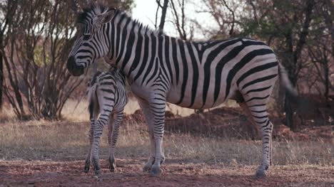 Niedliche-Baby-Zebra-Fohlen-stand-neben-seiner-Mutter