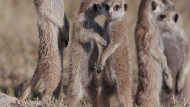 Close-up-view-of-cute-baby-meerkats-standing-up