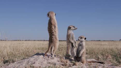 Drei-Erdmännchen-auf-Wache-stehen