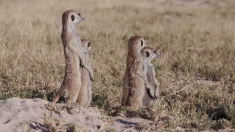 Five-meerkats-sunning-themselves-on-the-edge-of-their-burrow
