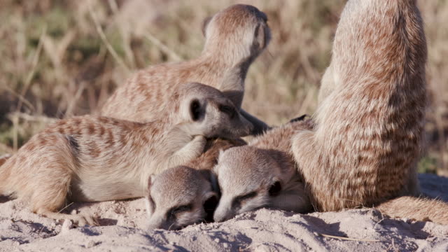 Four-cute-sleepy-baby-meerkats-ontop-of-their-burrow