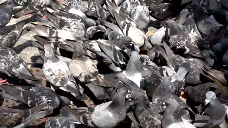 Dove-feeding,-pigeons,-pigeons-swarm,-eating,-4K