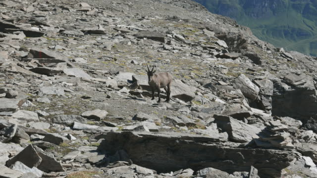 Cabra-montés-hembra-mirando-a-la-cámara-con-los-Alpes-italianos-en-el-fondo.