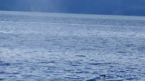 Buckelwal-Überraschung-auftauchen