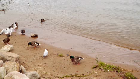 Seagulls-fighting-on-the-beach