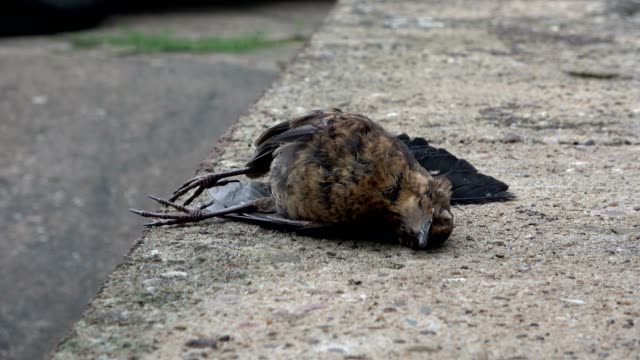 Dead-Blackbird,-Turdus-merula,-european-blackbird,-Amsel,-road-casualty,-4K