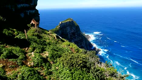 Wilde-Pavian-Klettern-auf-der-Seite-einer-Klippe-mit-Meer-im-Hintergrund