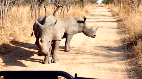Pair-Of-Rhino-Standing-On-The-Middle-Of-Dirt-Road