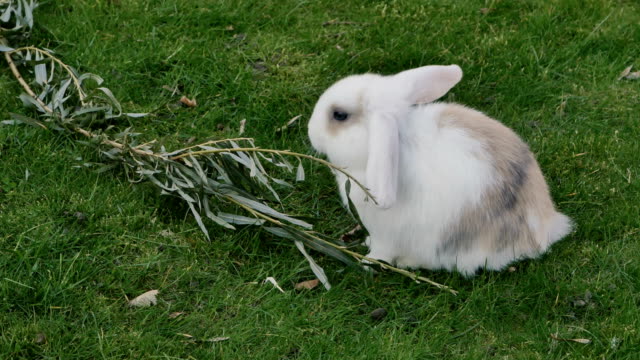 Conejo-blanco-come-hierba