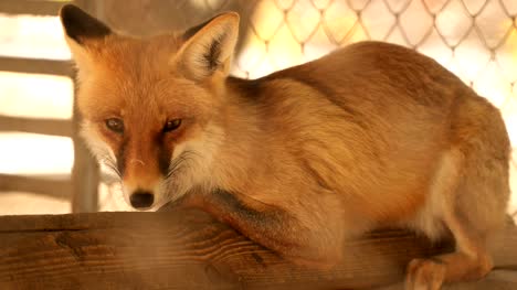 The-fox-in-the-cage-is-asleep