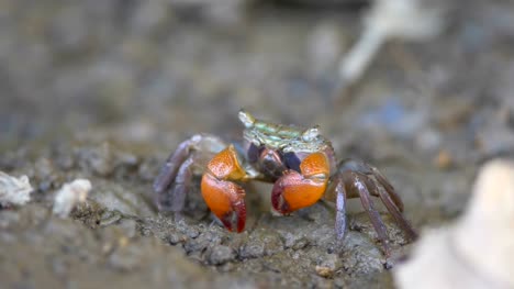 Rote-Krabben-auf-Mangrovenwald