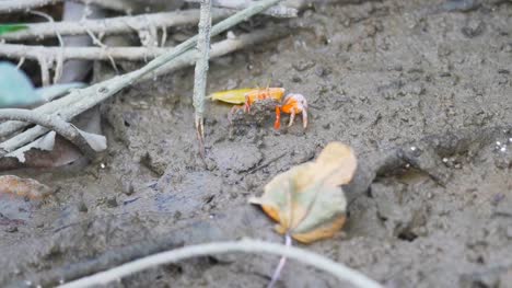 Red-crab-on-mangrove-forest