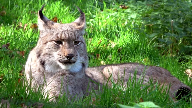 Lynx,-lynxes,-brush-ears,-Pinselohren,-portrait,-head,-Kopf,-Luchs,-4K