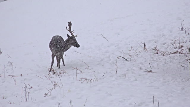 Young-Deer-In-snow-Meadow,-uhd-stock-video