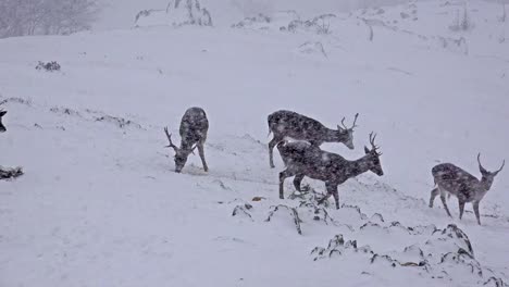 Roe-Deer-on-snow,-uhd-stock-video