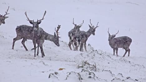 Whitetail-Deer-(Odocoileus-Virginianus)-im-Winter-Schnee-Schneesturm,-4-k-Filmmaterial