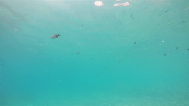 Fische-schwimmen-mit-einer-Bank-von-Fischen-und-Blick-auf-Kamera
