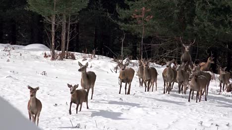 Beautiful-Group-of-Deer-in-Wildlife,-Winter-Snow,-Male-and-Female-Red-Deer,-uhd-stock-video