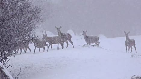 Group-of-Whitetail-Deer-mature-bucks,-January-winter-snow-blizzard,-uhd-stock-footage