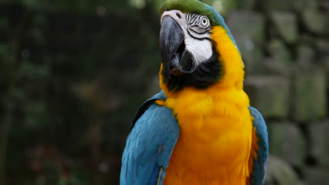 Papagei-Ara-auf-Natur-Hintergrund