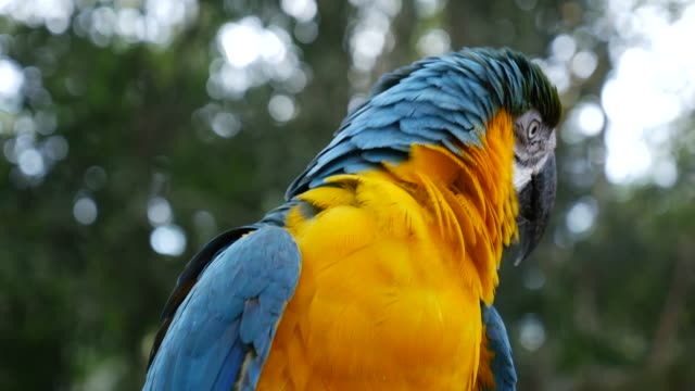 Papagei-Ara-auf-Natur-Hintergrund