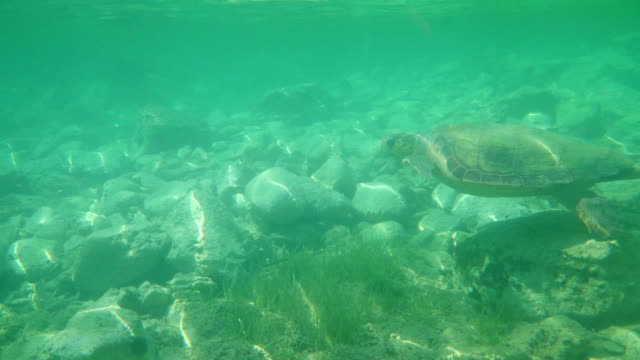Große-Meeresschildkröten-Schwimmen-im-blauen-Meer-unter-der-Wasseroberfläche.