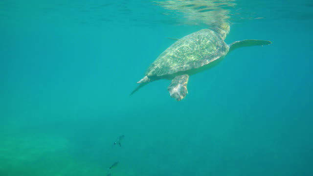 Large-sea-turtle-swimming-in-blue-sea-under-the-water-surface.