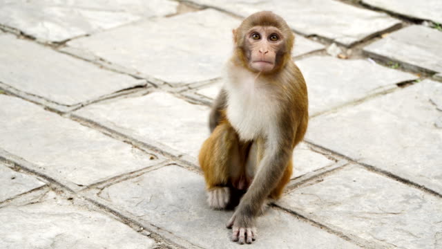 Junge-Affen-in-der-Stadt-Kathmandu
