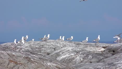 View-on-seagulls-flying-over-rock