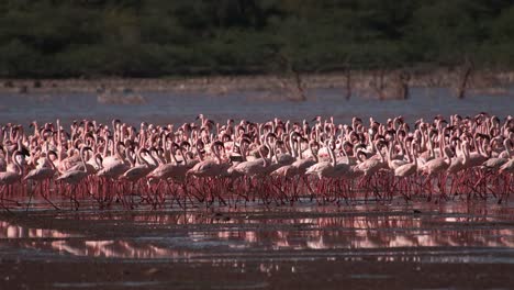 Lesser-Flamingo,-Phoenicopterus-minor,-Kolonie-am-Lake-Bogoria-in-Kenia,-Slow-Motion-4K
