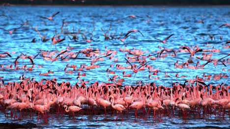 Lesser-Flamingo,-phoenicopterus-minor,-Group-in-Flight,-Taking-off-from-Water,-Colony-at-Bogoria-Lake-in-Kenya,-Slow-Motion-4K
