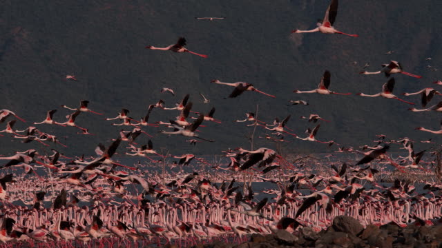 Lesser-Flamingo-Phoenicopterus-minor,-Gruppe-im-Flug,-Ausziehen-aus-Wasser,-Kolonie-am-Lake-Bogoria-in-Kenia,-Slow-Motion-4K