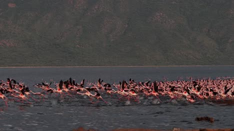 Grupo-menor-de-flamencos,-phoenicopterus-minor,-en-vuelo,-despegando-del-agua,-Colonia-lago-Bogoria-en-Kenia,-lenta-4K
