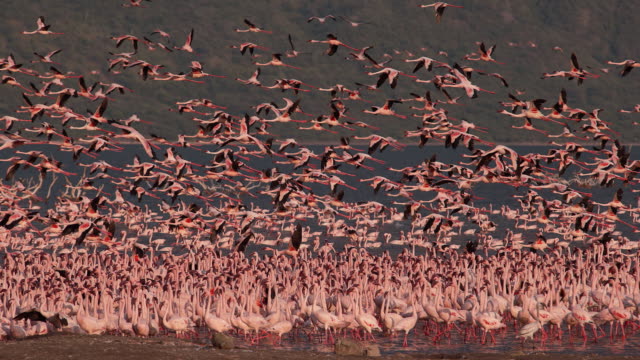Grupo-menor-de-flamencos,-phoenicopterus-minor,-en-vuelo,-despegando-del-agua,-Colonia-lago-Bogoria-en-Kenia,-lenta-4K