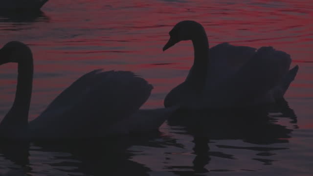 Silhouettes-of-white-swans-on-lake-at-sunset.