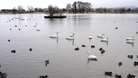 Lake-flying-swan