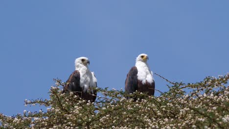 Afrikanischer-Fisch-Adler,-Haliaeetus-Vocifer,-paar-an-der-Spitze-des-Baumes,-Naivasha-See-in-Kenia,-Real-Time-4K