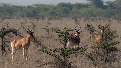 Kuhantilopen,-Alcelaphus-Buselaphus,-Herde-stehend-in-Savanne,-Masai-Mara-Park,-Kenia,-Real-Time-4K