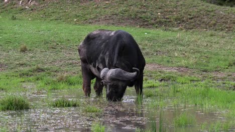 African-Buffalo,-syncerus-caffer,-Male-feeding-in-Swamp,-Masai-Mara-Park-in-Kenya,-Real-Time-4K