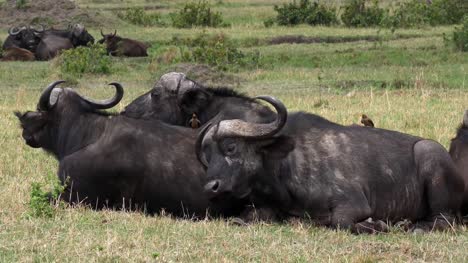 Afrikanischer-Büffel,-Syncerus-Caffer,-Gruppe-ruht,-Masai-Mara-Park-in-Kenia,-Real-Time-4K