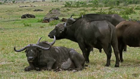 African-Buffalo,-syncerus-caffer,-Masai-Mara-Park-in-Kenya,-Real-Time-4K
