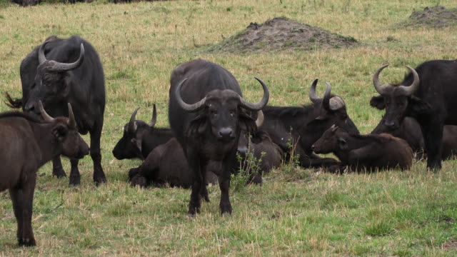 Afrikanischer-Büffel,-Syncerus-Caffer,-Gruppe-ruht,-Masai-Mara-Park-in-Kenia,-Real-Time-4K