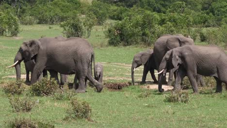 Elefante-africano,-loxodonta-africana,-grupo-en-el-Monte,-Parque-de-Masai-Mara-en-Kenia,-en-tiempo-Real-4K