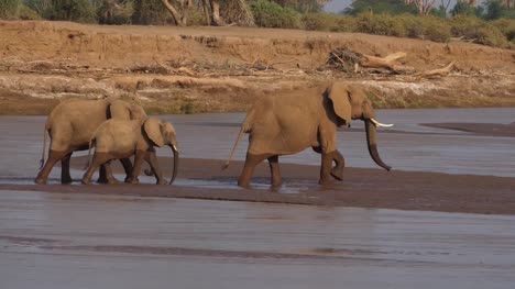 Afrikanischer-Elefant,-Loxodonta-Africana,-Gruppe-Fluss,-Samburu-Park-in-Kenia,-Real-Time-4K