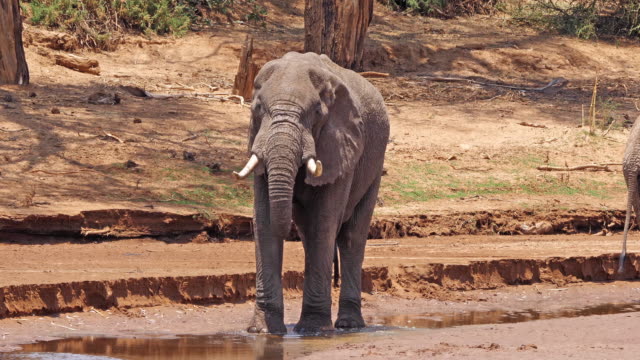 Elefante-africano,-loxodonta-africana,-adultos-bebiendo-en-el-río,-Parque-de-Samburu-en-Kenya,-en-tiempo-Real-4K