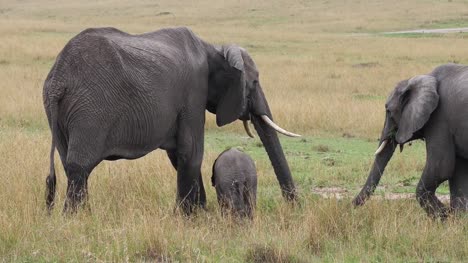 African-Elephant,-loxodonta-africana,-Group-Eating-Grass,-Masai-Mara-Park-in-Kenya,-Real-Time-4K