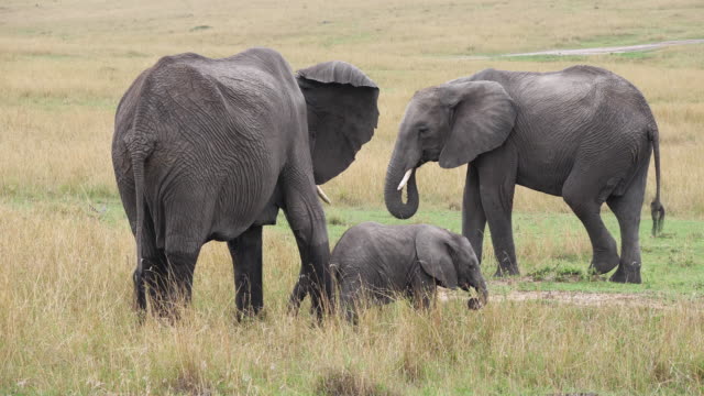 Afrikanischer-Elefant,-Loxodonta-Africana,-Gruppe-Essen-Grass,-Masai-Mara-Park-in-Kenia,-Real-Time-4K