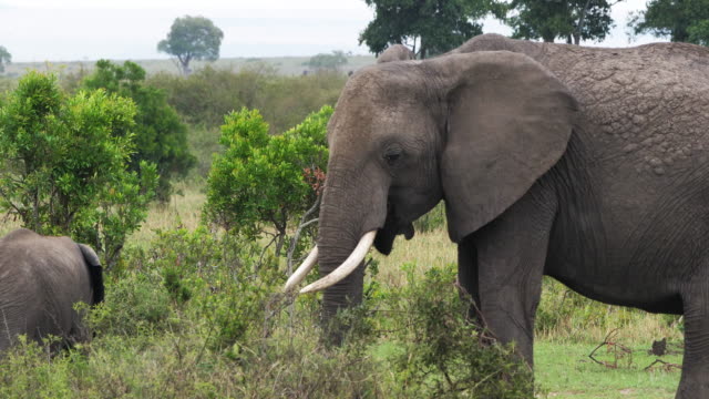 Afrikanischer-Elefant,-Loxodonta-Africana,-Masai-Mara-Park-in-Kenia,-Real-Time-4K