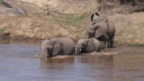 African-Elephant,-loxodonta-africana,-Group-crossing-River,-Masai-Mara-Park-in-Kenya,-Real-Time-4K