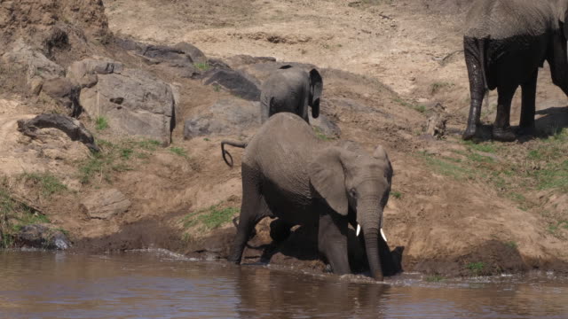 Afrikanischer-Elefant,-Loxodonta-Africana,-Masai-Mara-Park-in-Kenia,-Real-Time-4K